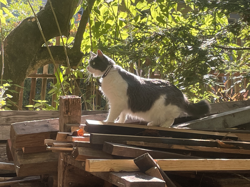 Murray the Cat